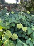 Plant name: Annabelle Hydrangea Hydrangea arborescens cv. Annabelle